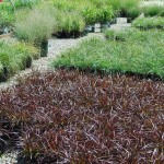 Pennisetum setaceum (Rubrum) Red Fountain Grass annual